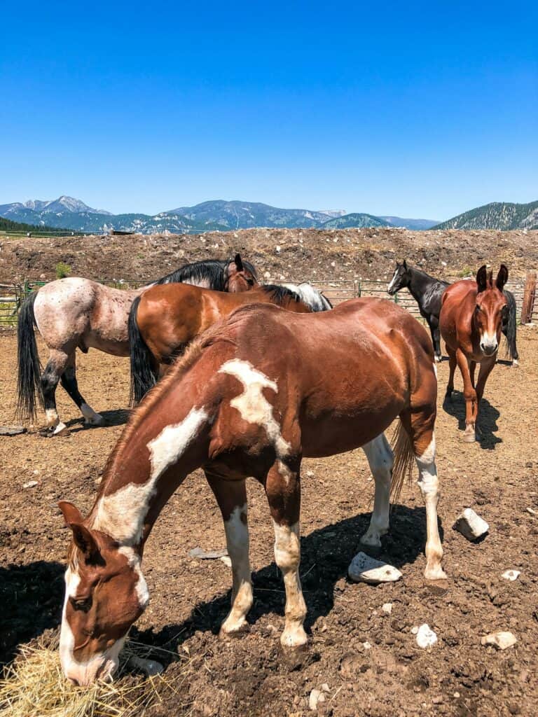 Horseback riding in Big Sky, Montana, USA